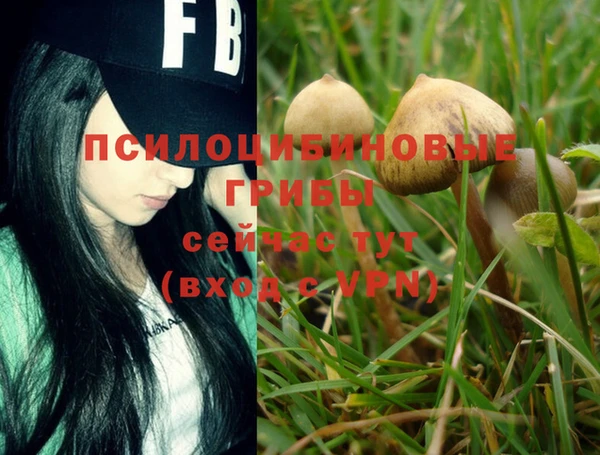 индика Новозыбков