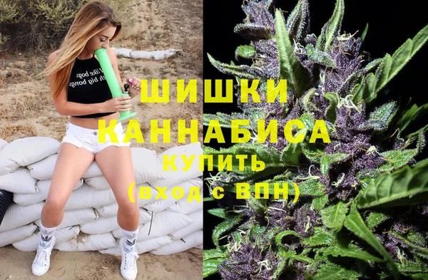 индика Новозыбков